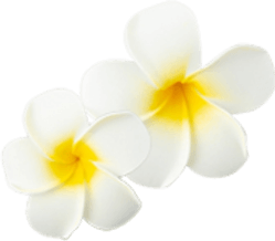 プルメリアのお花